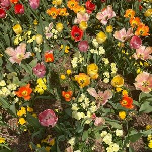 Meet your Posher, Cascia